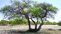Prosopis alba