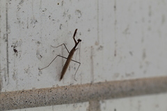 Oligonicella