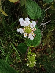 Lantana undulata