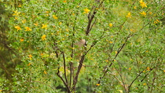 Rauenia bonariensis