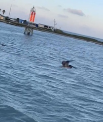 Pelecanus occidentalis