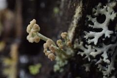 Cladonia botrytes