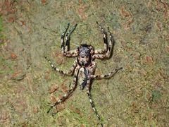 Phaeacius malayensis