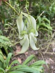 Clianthus puniceus
