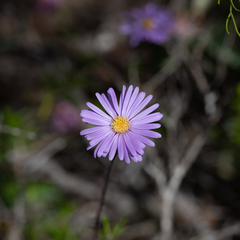 Olearia ciliata