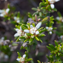 Spyridium phylicoides