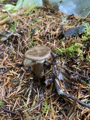 Ampulloclitocybe avellaneialba
