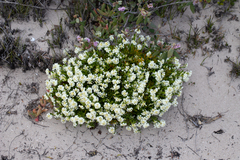 Stackhousia spathulata