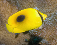 Chaetodon speculum