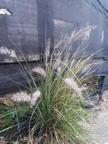 Pennisetum setaceum iNat (3)