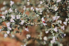 Gompholobium simplicifolium
