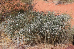 Gompholobium simplicifolium