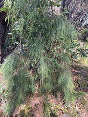 Allocasuarina torulosa