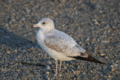 Larus delawarensis