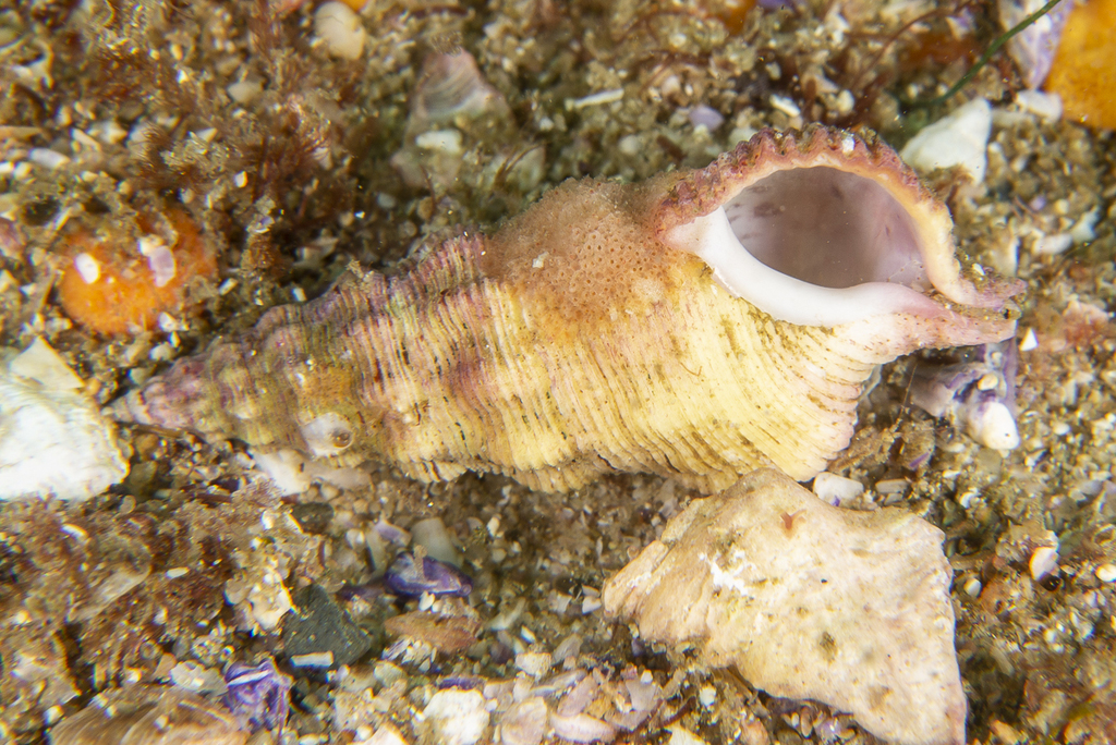 Cerithium citrinum