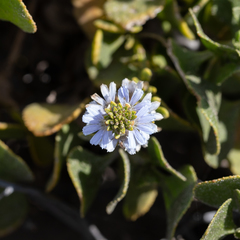 Scaevola crassifolia