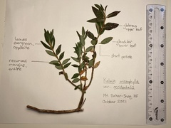 Kalmia microphylla occidentalis