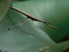 Bistanta mexicana
