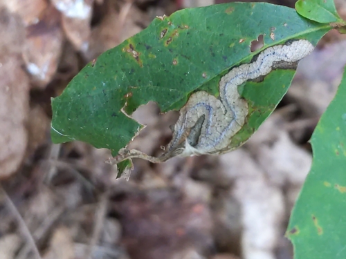 Stigmella quercipulchella photographed on goldenrod