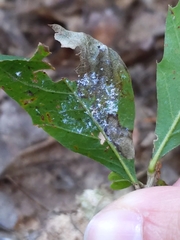 Stigmella quercipulchella