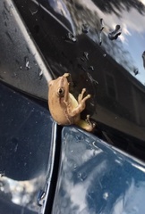 Hyla squirella