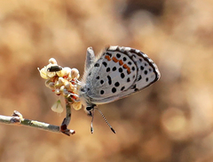 Euphilotes enoptes dammersi