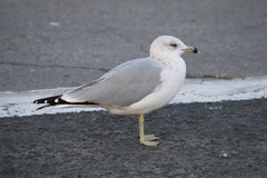 Larus delawarensis