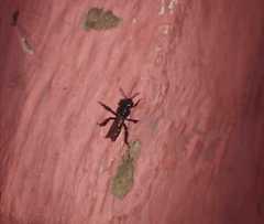 Trigona fulviventris