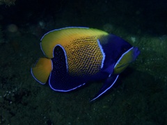 Pomacanthus navarchus