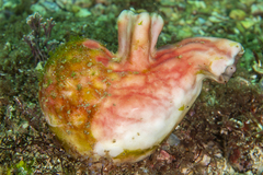 Cnemidocarpa stolonifera