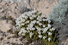 Euphrasia collina tetragona