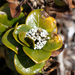 Logania crassifolia - Photo (c) Kym Nicolson, algunos derechos reservados (CC BY), subido por Kym Nicolson