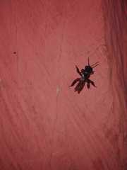 Trigona fulviventris