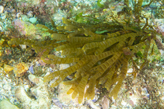 Rugulopteryx marginata