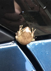 Hyla squirella