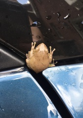 Hyla squirella