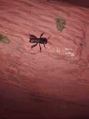 Trigona fulviventris