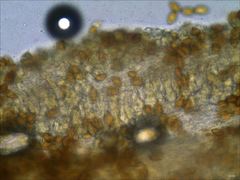 Cortinarius splendidus