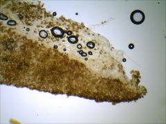 Cortinarius splendidus