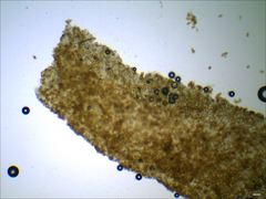 Cortinarius splendidus