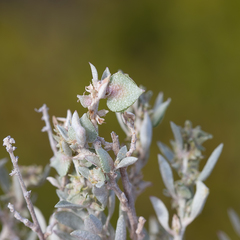 Atriplex paludosa