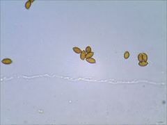 Cortinarius splendidus