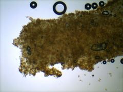 Cortinarius splendidus