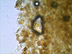 Cortinarius splendidus