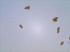 Cortinarius splendidus