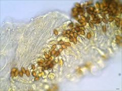 Cortinarius splendidus