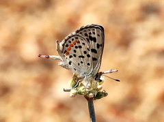 Euphilotes enoptes dammersi