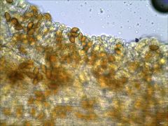 Cortinarius splendidus