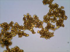 Cortinarius splendidus