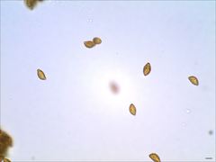 Cortinarius splendidus